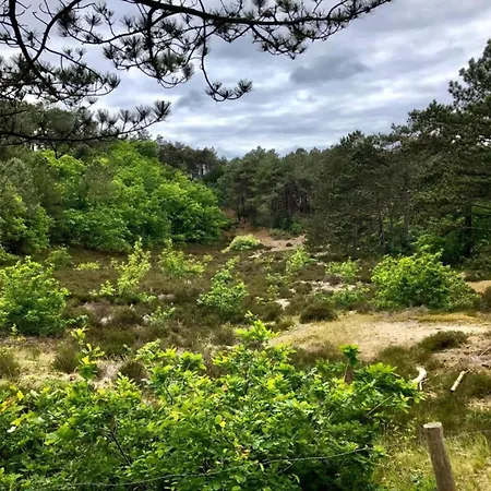 In Near Dunes Schoorl